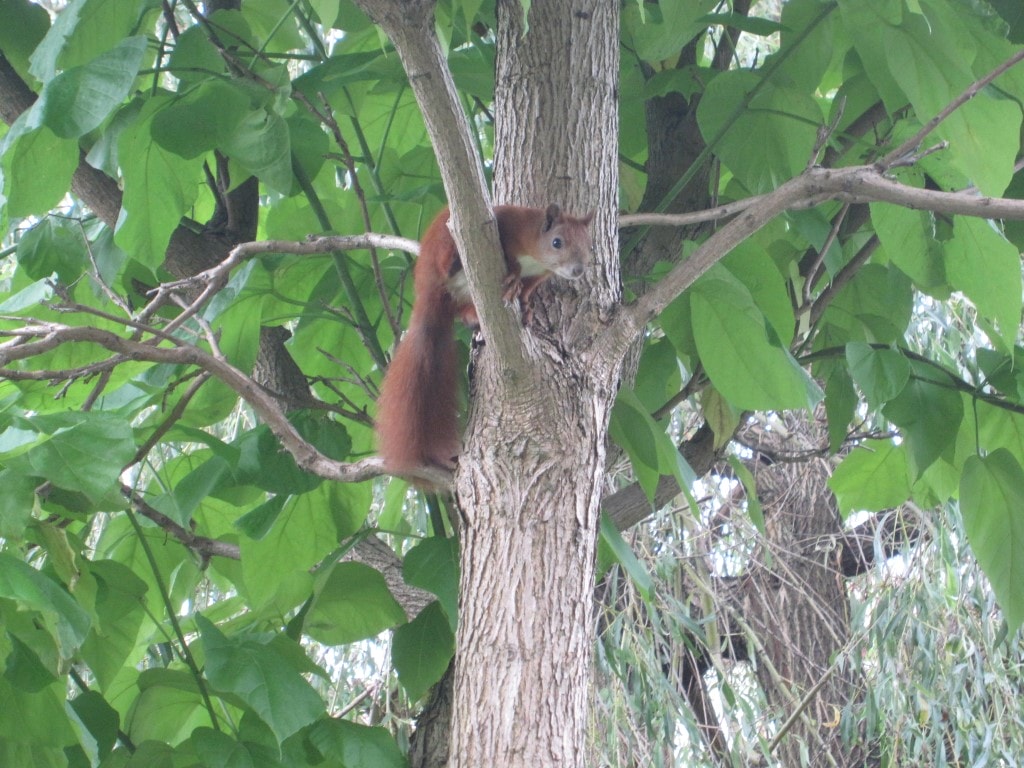 zdjęcie wiewiórki na drzewie