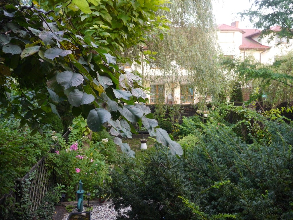 zdjęcie ogrodu