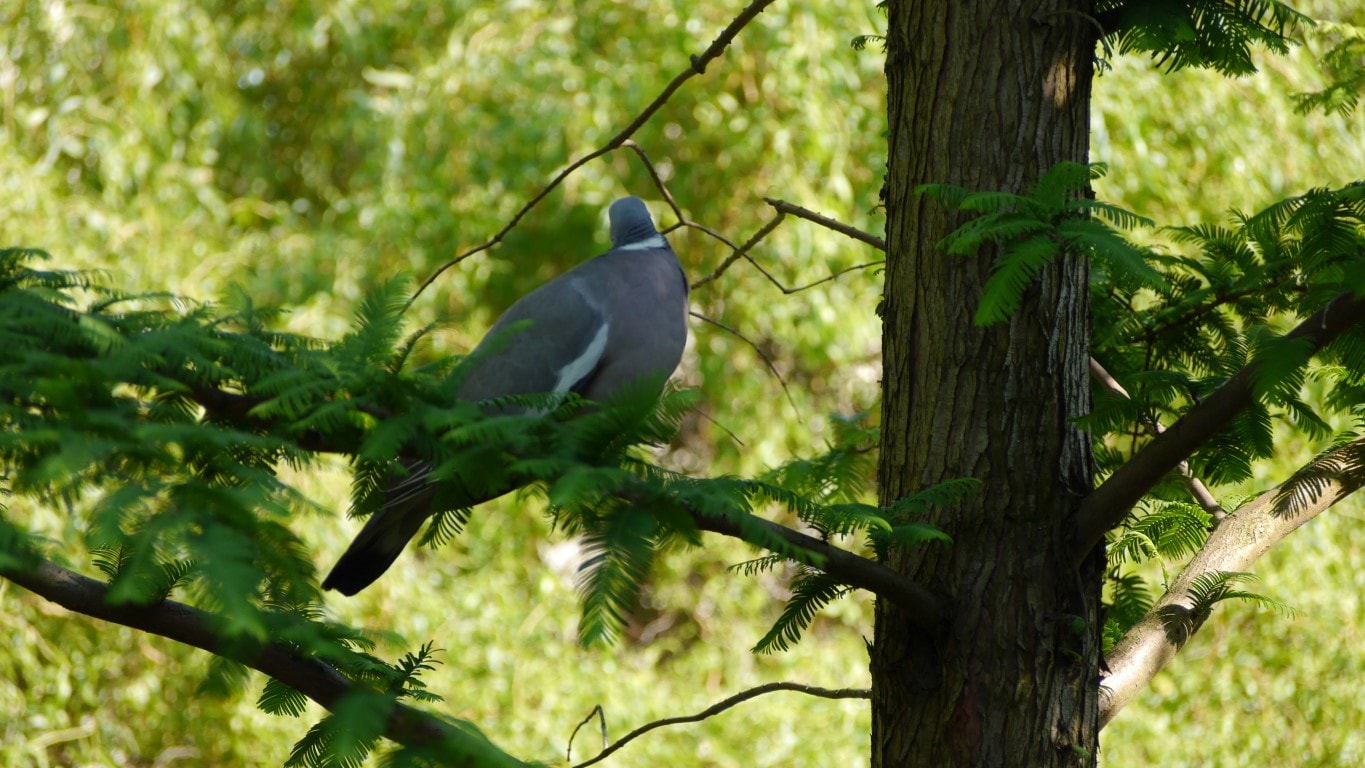 zdjęcie ptaka na drzewie