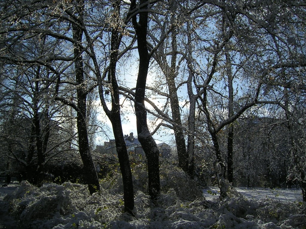 zdjęcie przedstawiające zaśnieżone drzewa