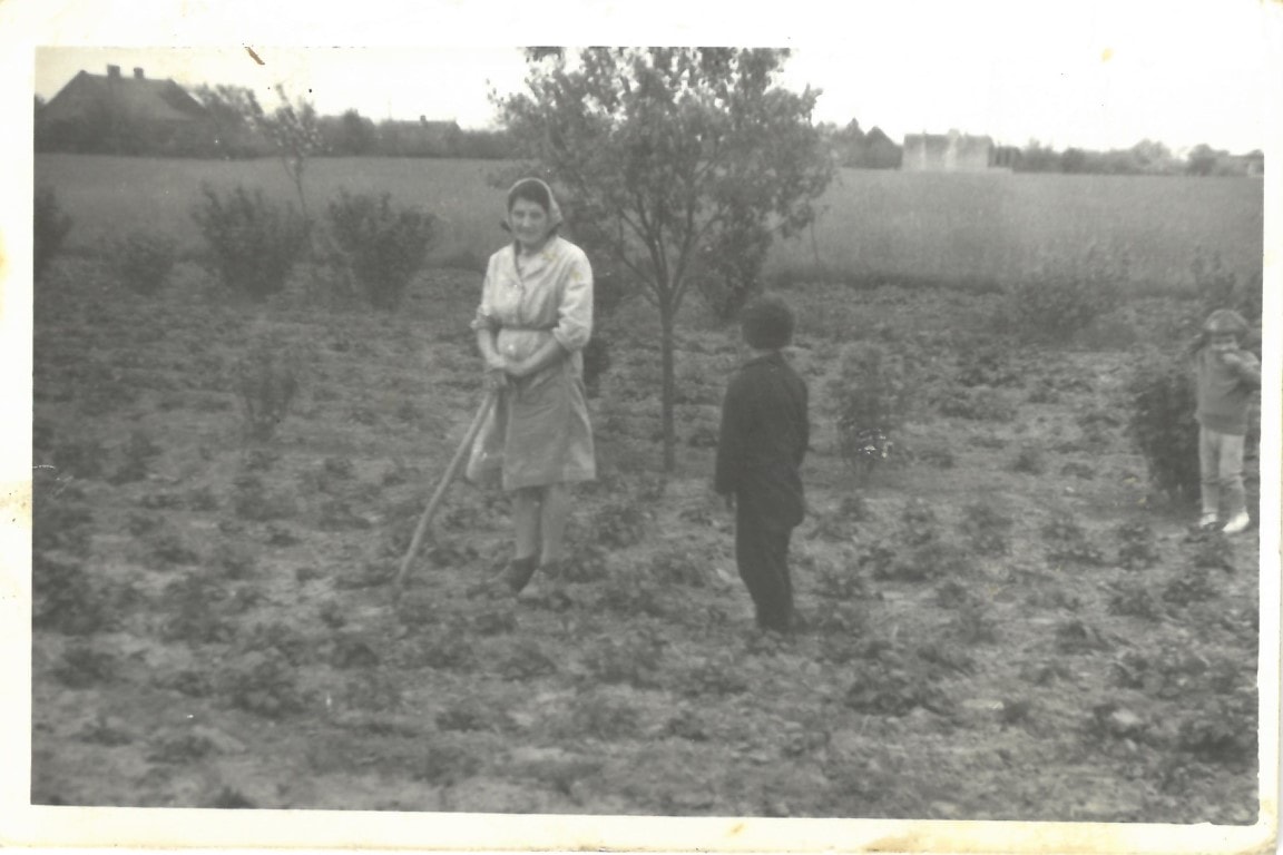 Pielenie truskawek, rok 1965