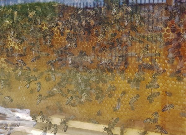 Pszczoły i plaster miodu