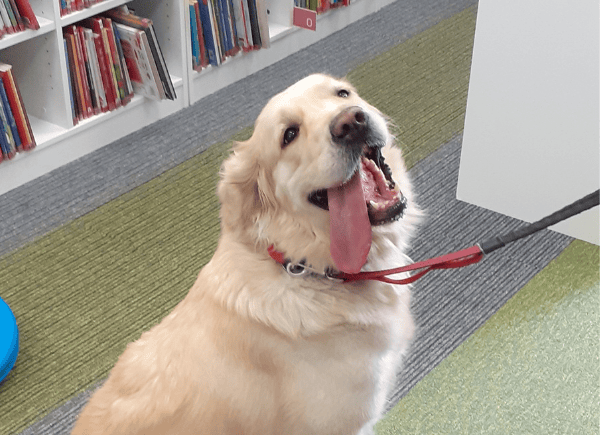 Pies Fela w bibliotece czeka na dzieci