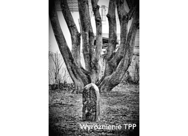 Wyróżnienie TPP Styczeń 2023 Cmentarz Żydowski autor: Wojciech Grzegorz Domagała