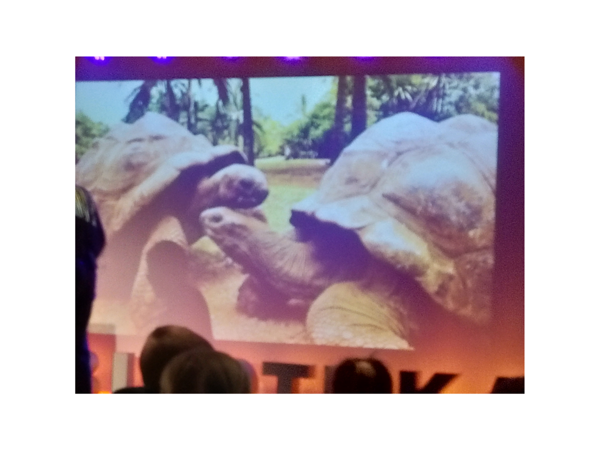 Slajd z prezentacji przedstawiający dwa żółwie.