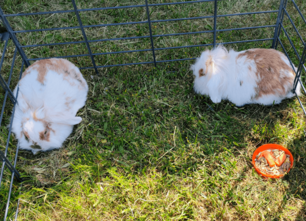 Dwa króliki miniaturki